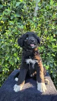 Purple, a female Huskydoodle for sale in Los Angeles, CA – 1 of 10