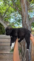 Pink, a female Huskydoodle for sale in Los Angeles, CA – 5 of 10