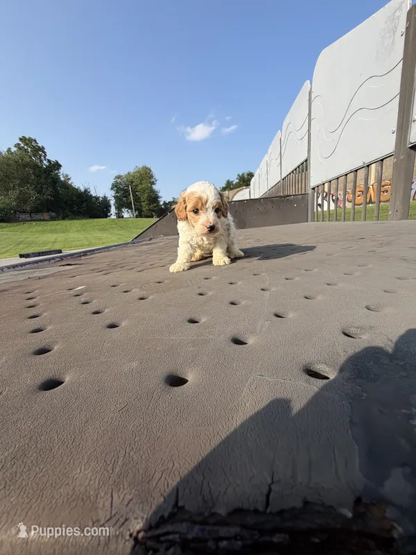 Lexus – Poodle - Toy  puppy for sale in Alexandria, VA