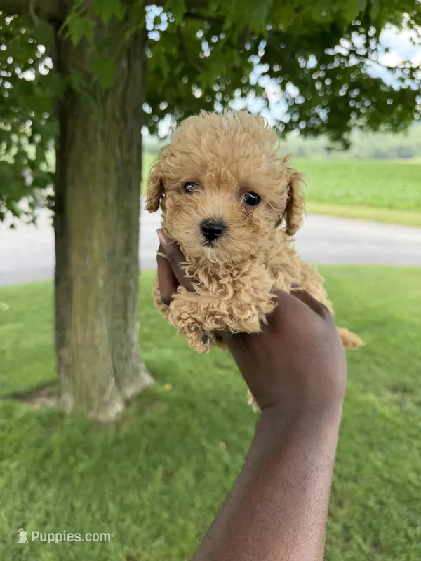 Frappe – Poodle - Toy  puppy for sale in Baltimore, MD