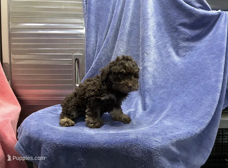 Spike – Poodle - Toy  puppy for sale in Silver Spring, MD