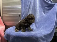 Spike, a male Poodle - Toy  for sale in Silver Spring, MD – 1 of 1
