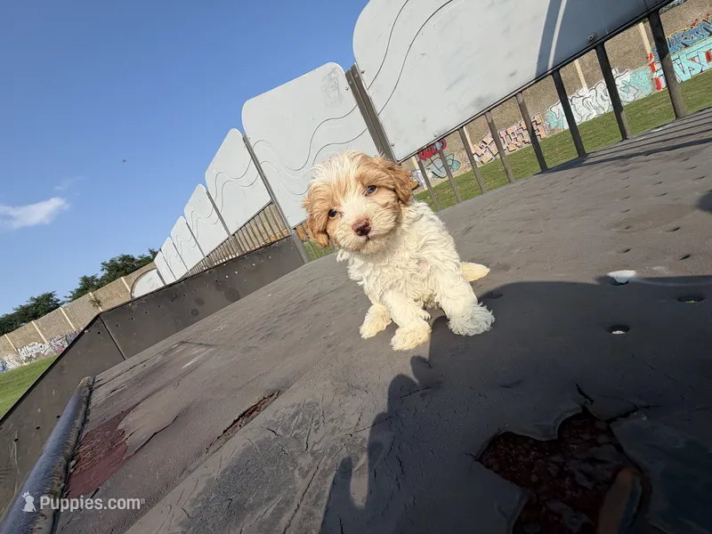 Tes’la – Poodle - Toy  puppy for sale in Alexandria, VA