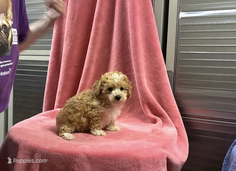 Lilo – Poodle - Toy  puppy for sale in Silver Spring, MD