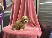 Lilo, a female Poodle - Toy  for sale in Silver Spring, MD – 1 of 1