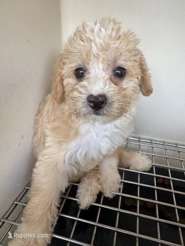 Astro – Poodle - Toy  puppy for sale in Silver Spring, MD