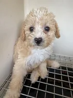 Astro, a female Poodle - Toy  for sale in Silver Spring, MD – 1 of 1