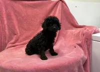 Zuri, a female Poodle - Toy  for sale in Silver Spring, MD – 1 of 1