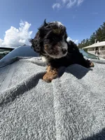 Cadillac , a male Cavapoo for sale in Alexandria, VA – 2 of 2