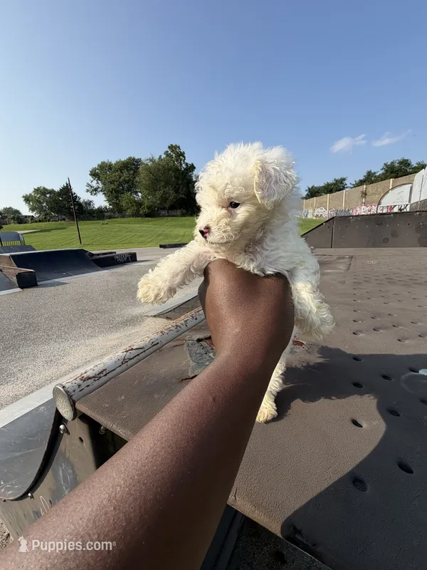 Volk S. Wagen  – Poodle - Toy  puppy for sale in Alexandria, VA