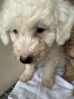 Ghast, a female Poodle - Toy  for sale in Silver Spring, MD – 2 of 2