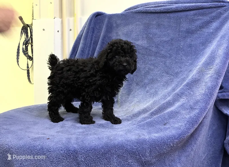 Tank – Poodle - Toy  puppy for sale in Silver Spring, MD