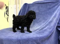 Tank, a male Poodle - Toy  for sale in Silver Spring, MD – 1 of 1
