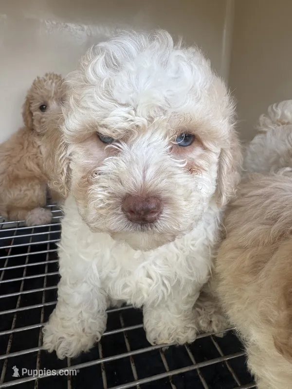 BatMan – Poodle - Toy  puppy for sale in Silver Spring, MD
