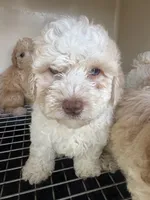 BatMan, a male Poodle - Toy  for sale in Silver Spring, MD – 1 of 1