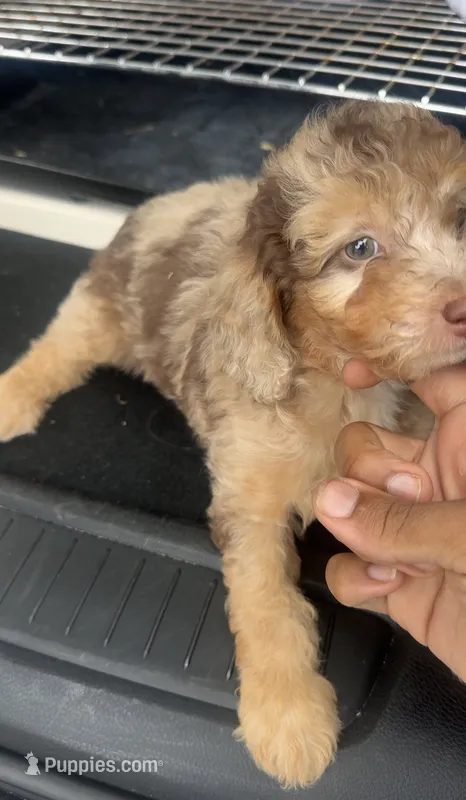 Digdug – Poodle - Toy  puppy for sale in Silver Spring, MD