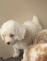 Ghast, a female Poodle - Toy  for sale in Silver Spring, MD – 1 of 2