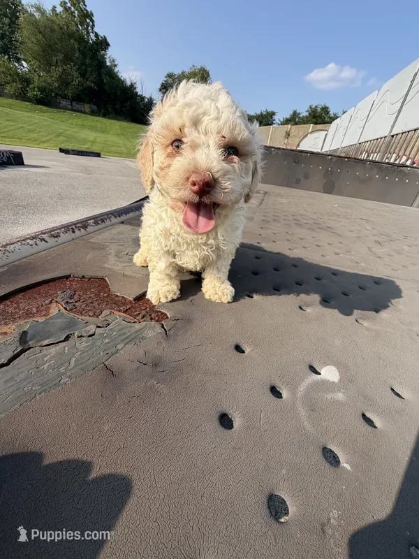 Audi – Poodle - Toy  puppy for sale in Alexandria, VA