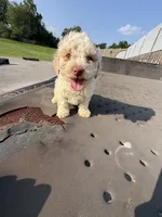 Audi, a male Poodle - Toy  for sale in Alexandria, VA – 1 of 1