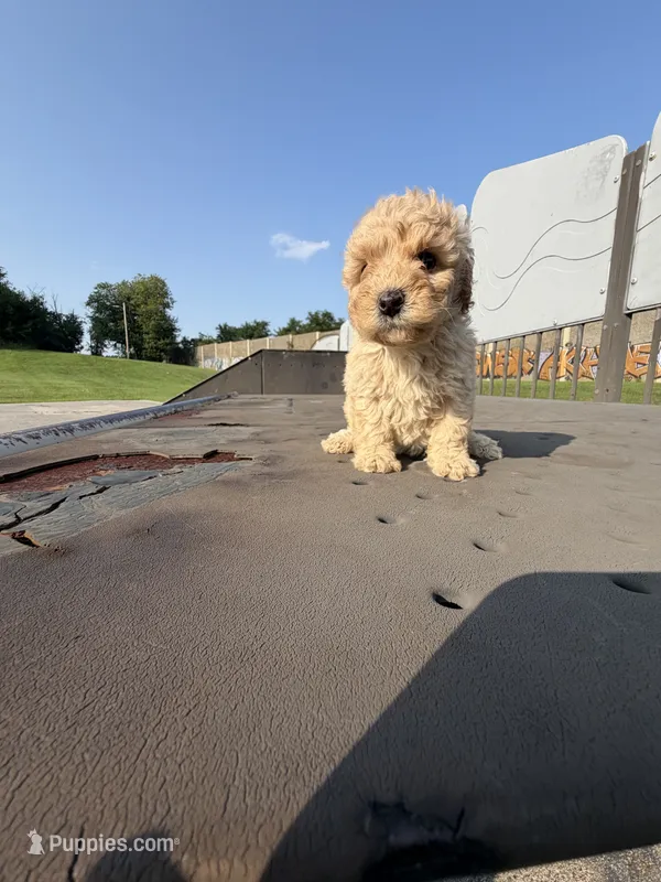 Mercedes – Poodle - Toy  puppy for sale in Alexandria, VA