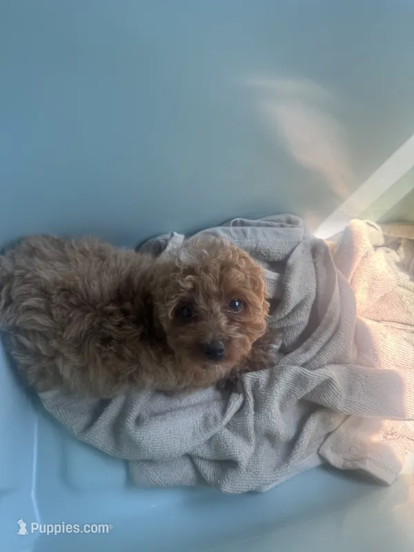 Brownie – Poodle - Toy  puppy for sale in Baltimore, MD