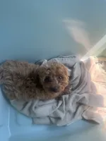 Brownie, a female Poodle - Toy  for sale in Alexandria, VA – 1 of 1