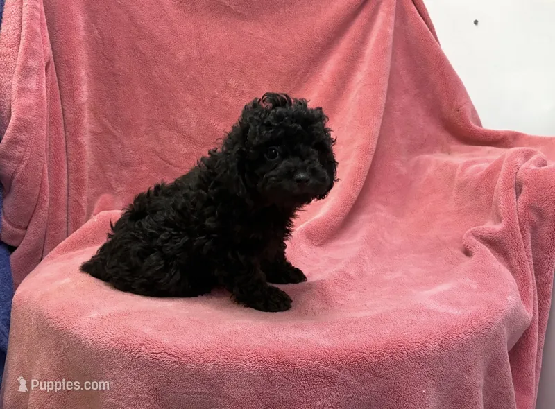 Whitney – Poodle - Toy  puppy for sale in Silver Spring, MD