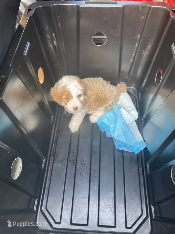Honda – Cavapoo puppy for sale in Alexandria, VA