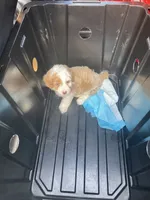 Honda, a female Cavapoo for sale in Alexandria, VA – 1 of 1