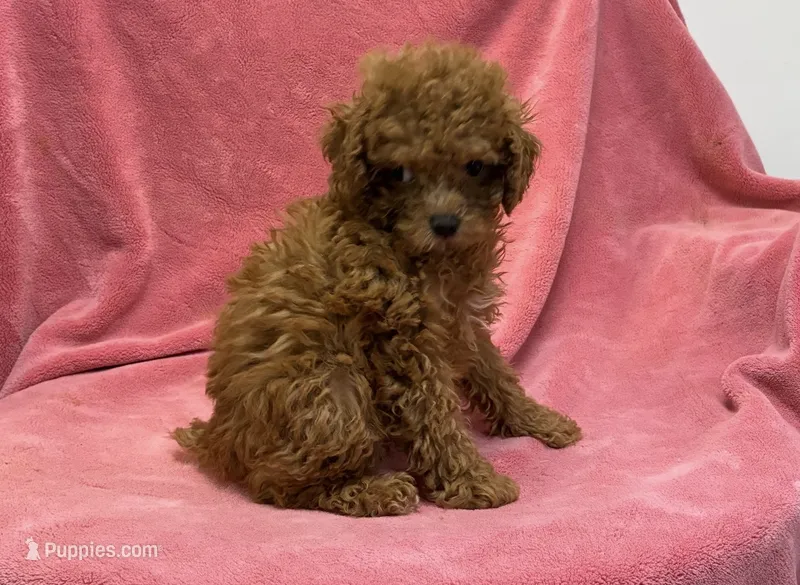 Teddie – Poodle - Toy  puppy for sale in Silver Spring, MD
