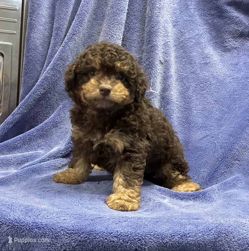Naruto – Poodle - Toy  puppy for sale in Silver Spring, MD