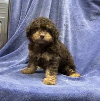 Naruto, a male Poodle - Toy  for sale in Silver Spring, MD – 1 of 1