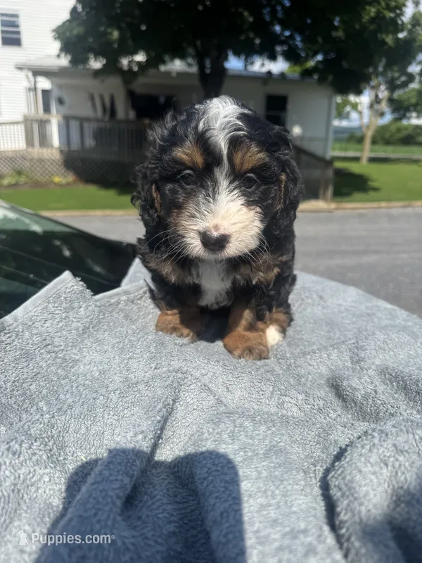 Cadillac  – Cavapoo puppy for sale in Alexandria, VA