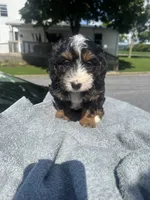 Cadillac , a male Cavapoo for sale in Alexandria, VA – 1 of 2