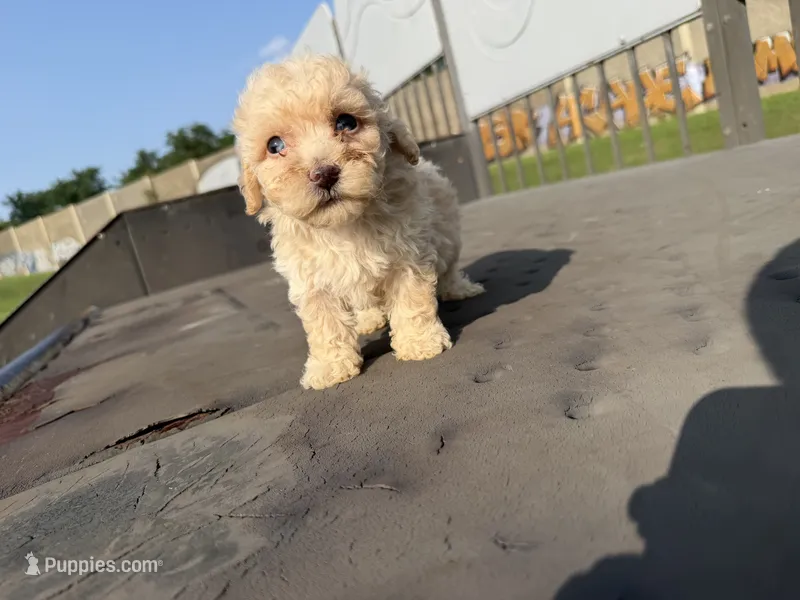 Genesis – Poodle - Toy  puppy for sale in Alexandria, VA