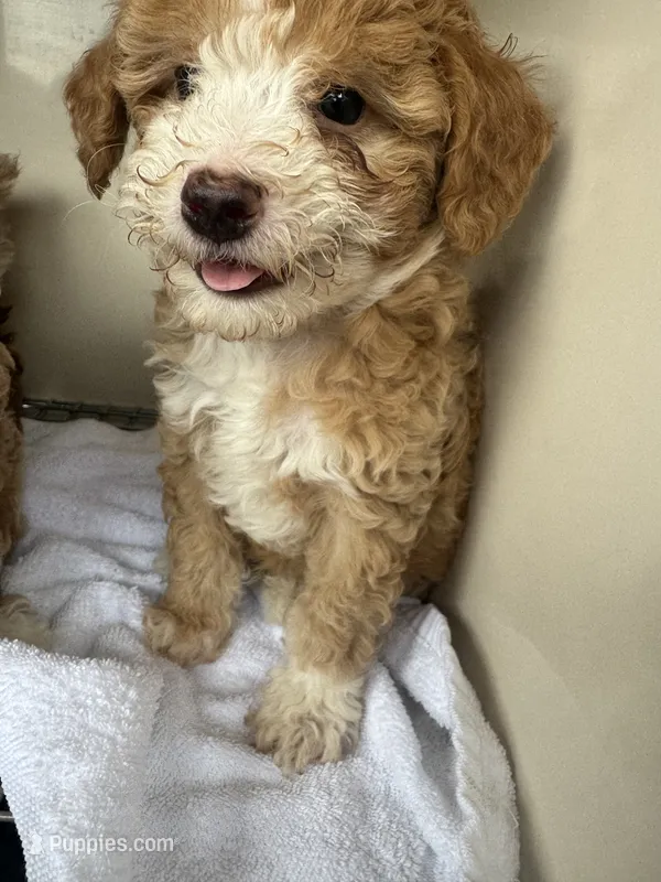 Ash – Poodle - Toy  puppy for sale in Silver Spring, MD