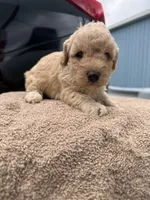 Jeep Wrangler , a female Poodle - Toy  for sale in Alexandria, VA – 1 of 1