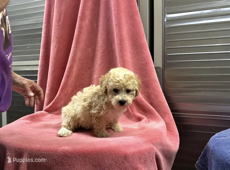 AppleJack – Poodle - Toy  puppy for sale in Silver Spring, MD