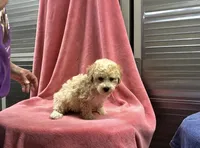 AppleJack, a female Poodle - Toy  for sale in Silver Spring, MD – 1 of 1