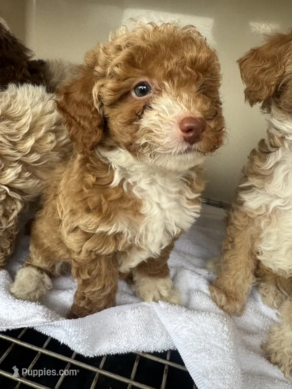 Ketchum – Poodle - Toy  puppy for sale in Silver Spring, MD