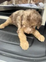 Digdug, a male Poodle - Toy  for sale in Silver Spring, MD – 2 of 2
