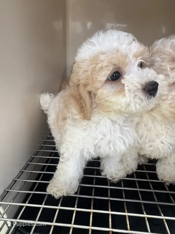 Eyor – Poodle - Toy  puppy for sale in Silver Spring, MD
