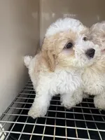 Eyor, a male Poodle - Toy  for sale in Silver Spring, MD – 1 of 1