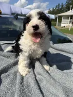 BMW, a male Cavapoo for sale in Alexandria, VA – 1 of 2