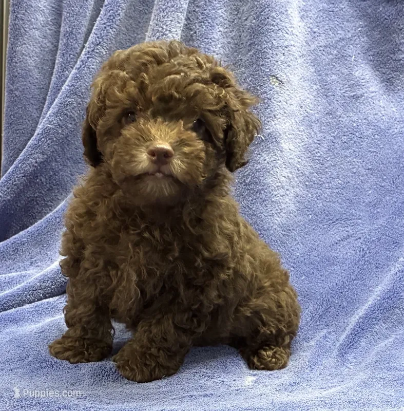 Soldier – Poodle - Toy  puppy for sale in Silver Spring, MD