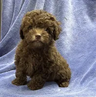 Soldier, a male Poodle - Toy  for sale in Silver Spring, MD – 1 of 1