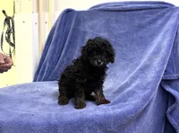 Gio, a male Poodle - Toy  for sale in Silver Spring, MD – 1 of 1