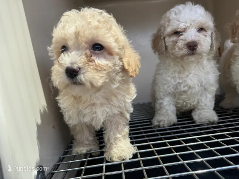 Beanie baby – Poodle - Toy  puppy for sale in Silver Spring, MD