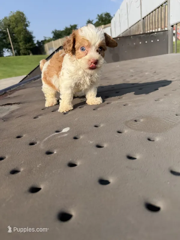 Buick – Poodle - Toy  puppy for sale in Alexandria, VA