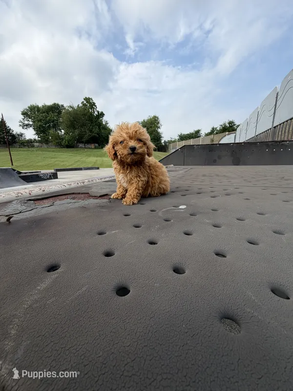 Caramel – Poodle - Toy  puppy for sale in Alexandria, VA